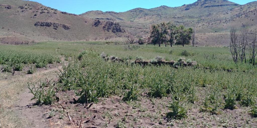 The Pah Rah Range – Bikepacking Northern Nevada